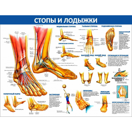 Стопы и лодыжки